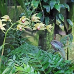 20140316_Palmengarten-Frankfurt_0020 20140316_Palmengarten-Frankfurt_0020