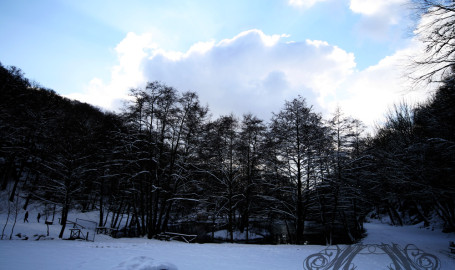 Bild der Woche (KW51/2014): Schneebedeckte Bäume