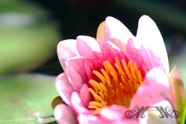 Gartenteich Seerosen (Sommer 2010)