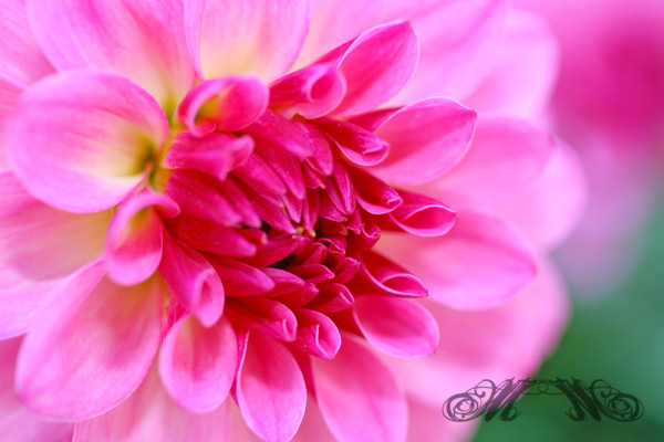 Blüte einer Dahlie (2008)