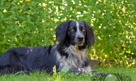 Fotoshooting mit dem Münsterländer/Border-Collie Mix Sally