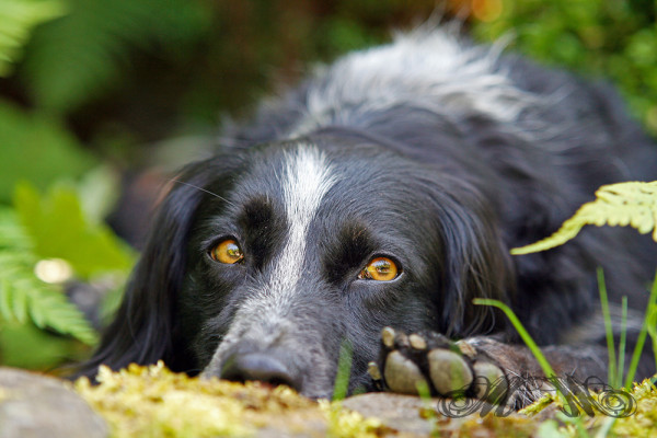 Fotoshooting Sally (Juli 2013)
