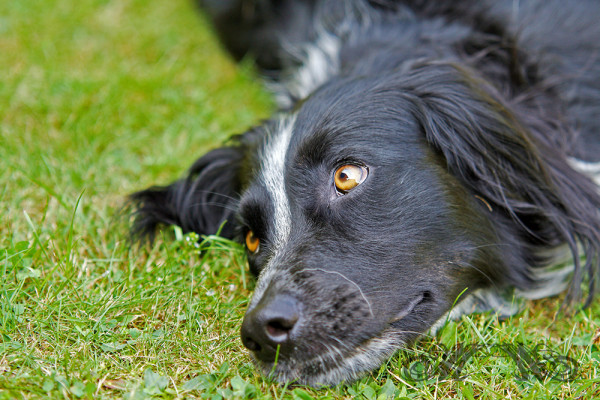 Fotoshooting Sally (Juli 2013)