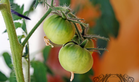 Richtig lecker: Selbst gezogene Fleischtomaten