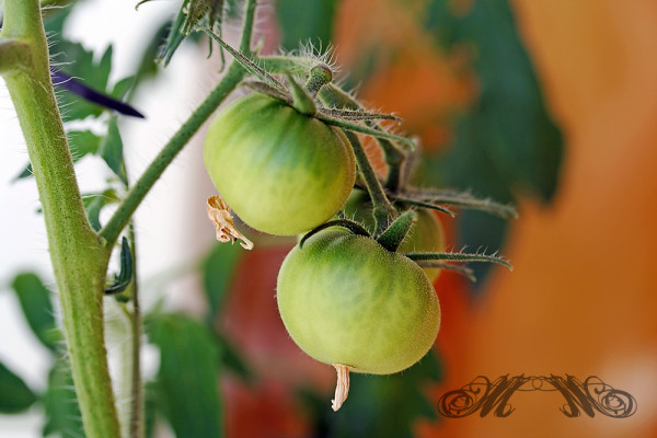 Selbst gezogene Fleischtomate