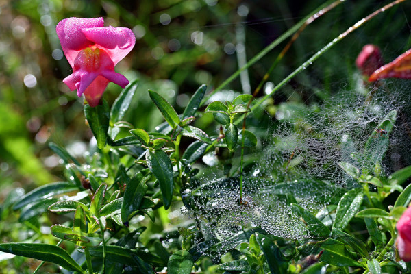 Wilde Orchidee im Harz (2008)