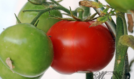 Neuigkeiten von der Tomaten-Front