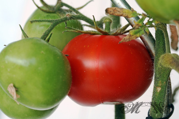 Selbst gezogene Fleischtomate