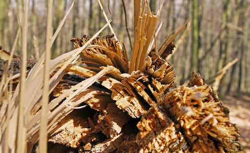 Der Wald im Frühling – Ein Spielplatz für Fotografen