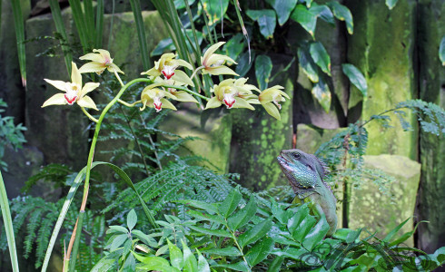 Ein Spaziergang durch den Frankfurter Palmengarten