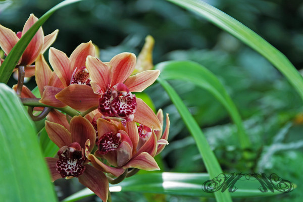 Orchideen im Palmengarten Frankfurt (2014)