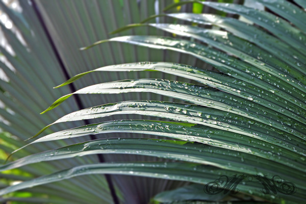 Wassertropfen auf einem Palmenwedel (Palmengarten 2014)