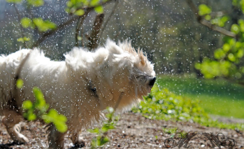 „Shake“ – Mein Hund Speedy geschüttelt