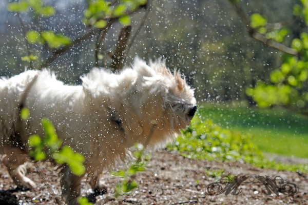 Speedy beim Gassi im Woogtal (März 2014)
