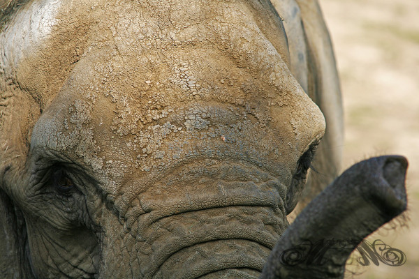 Elefant streckt seinen Rüssel aus (Opel-Zoo 2014)