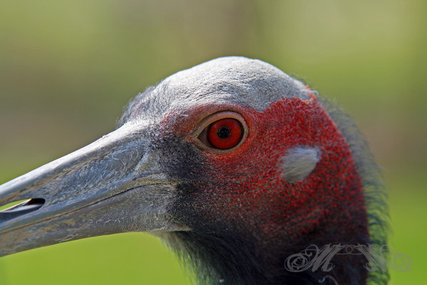 Vogel im Opel-Zoo (März 2014)