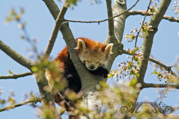 Tier schläft im Baum (Opel-Zoo 2014)