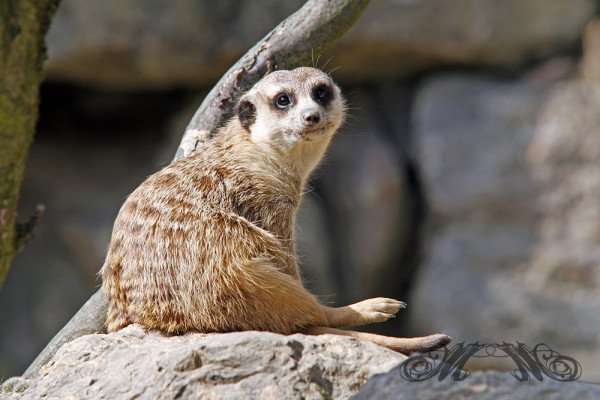 Erdmännchen hält Ausschau (Opel-Zoo 2014)