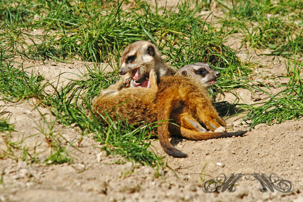 Erdmännchen zeigen die Zähne (Opel-Zoo 2014)