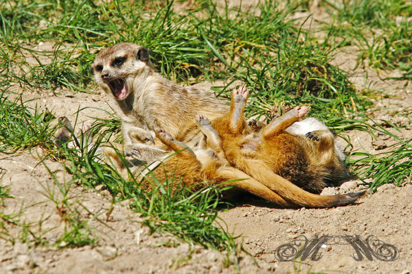 Rauferei zwischen Erdmännchen (Opel-Zoo 2014)