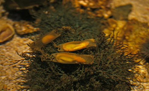 Mit der Kamera im Aquarium