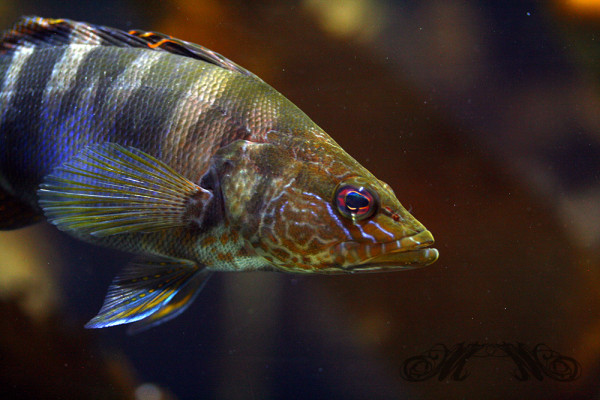 Meeresbewohner im Sea Life Speyer
