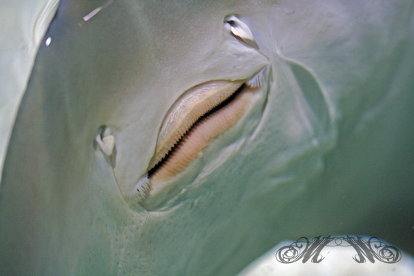 "Tanzender" Rochen im Sea Life Speyer