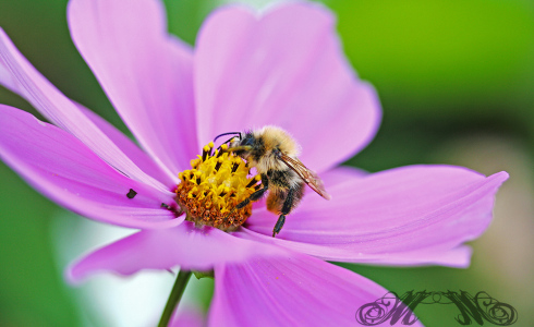 Bild der Woche (KW44/2014): Biene auf Blüte