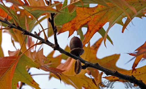 Bild der Woche (KW42/2014): Goldener Herbst