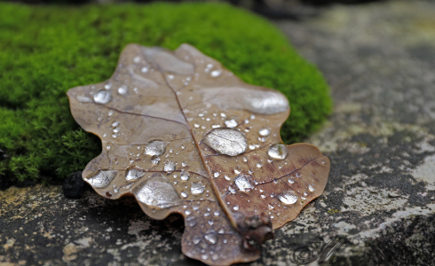 Bild der Woche (KW47/2014): Wassertropfen auf Blatt