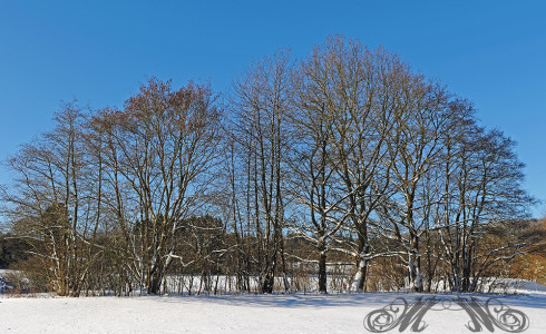 Bild der Woche (KW52/2014): Winter im Taunus