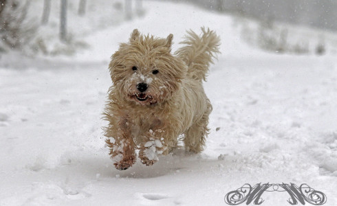 Bild der Woche (KW01/2015): Mein Hund Speedy im Schnee